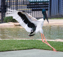 STOCK - Australia Zoo 2013-198