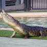 STOCK - Australia Zoo 2013-234