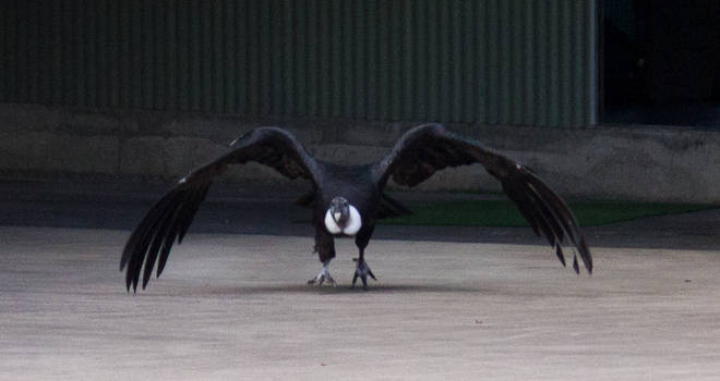 STOCK - Australia Zoo 2013-204