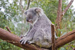 STOCK - Australia Zoo 2013-294