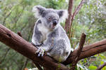 STOCK - Australia Zoo 2013-289 by fillyrox