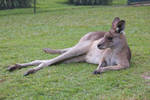 STOCK - Australia Zoo 2013-261 by fillyrox