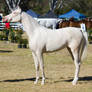 STOCK Canungra Show 2013-5