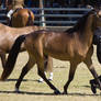 STOCK Canungra Show 2013-141