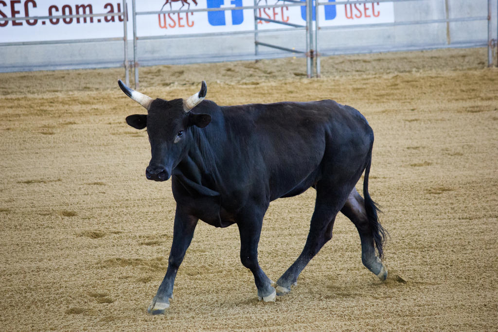 STOCK 2013 Rodeo-56