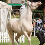 STOCK - TotR Arabians 2013-76