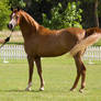 STOCK - TotR Arabians 2013-36