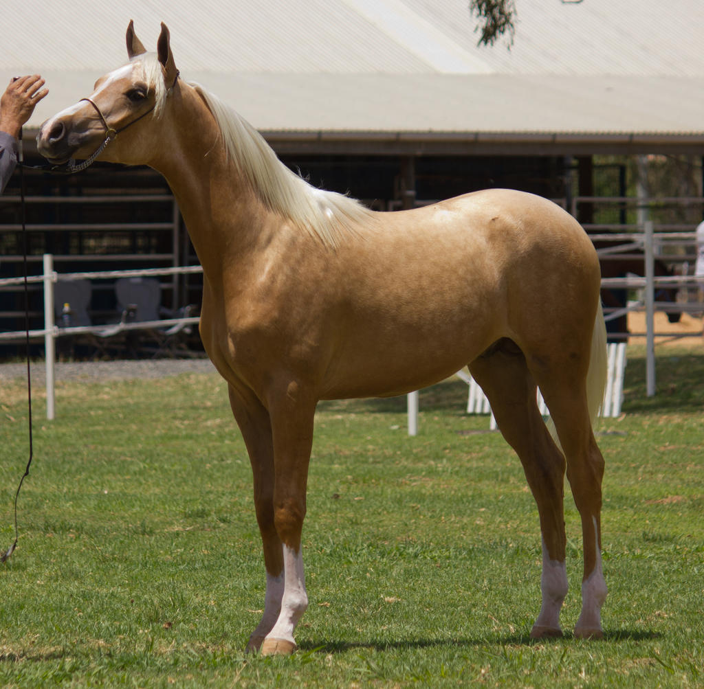 STOCK - TotR Arabians 2013-172