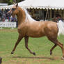 STOCK - TotR Arabians 2013-130