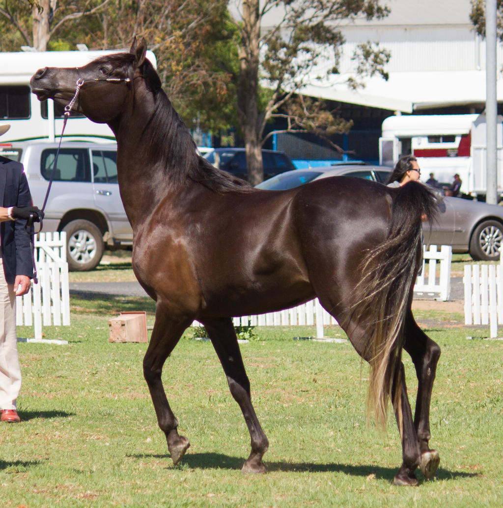 STOCK - TotR Arabians 2013-240