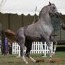 STOCK - TotR Arabians 2013-229