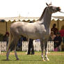 STOCK - TotR Arabians 2013-364