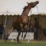 STOCK - TotR Arabians 2013-325