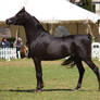 STOCK - TotR Arabians 2013-320