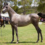 STOCK - TotR Arabians 2013-513