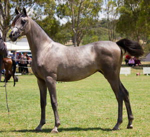 STOCK - TotR Arabians 2013-513