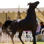 STOCK - TotR Arabians 2013-613