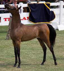 STOCK - Equitana 2013-287