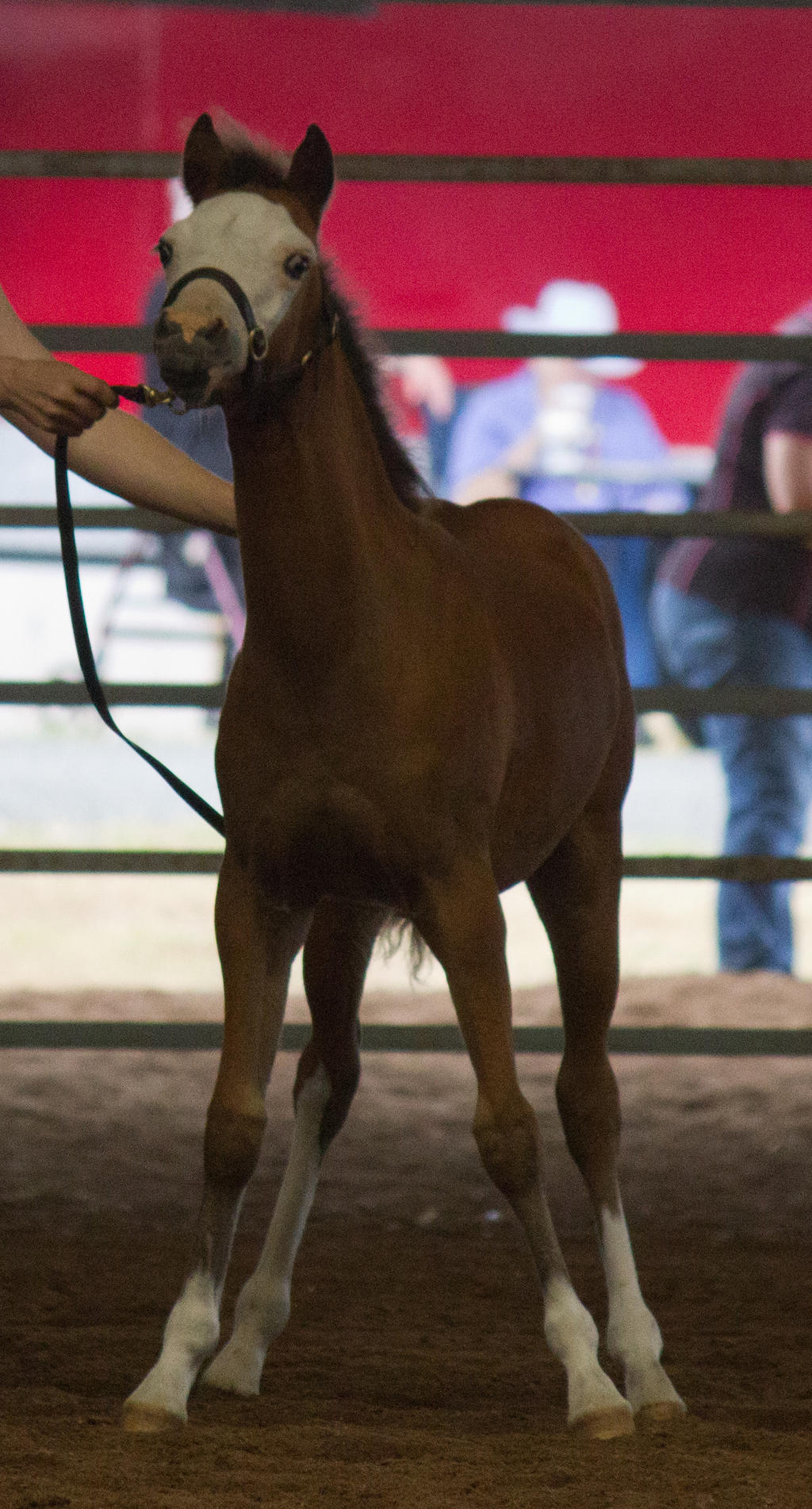 STOCK - 2014 Welsh QLD Show-71