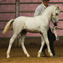 STOCK - 2014 Welsh QLD Show-127