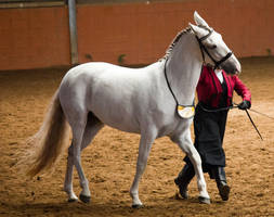 STOCK - 2014 Andalusian Nationals-28