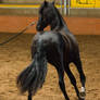 STOCK - 2014 Andalusian Nationals-86
