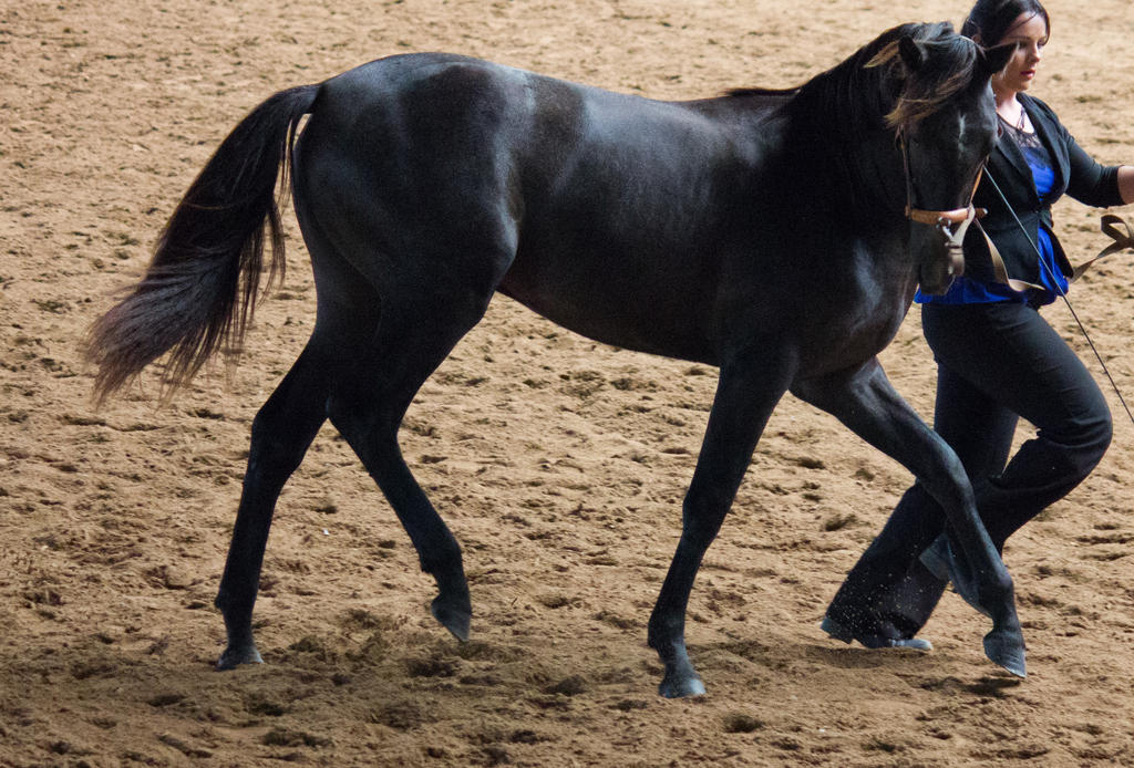 STOCK - 2014 Andalusian Nationals-77