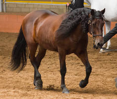 STOCK - 2014 Andalusian Nationals-72