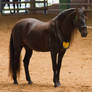 STOCK - 2014 Andalusian Nationals-119