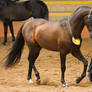 STOCK - 2014 Andalusian Nationals-105