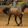 STOCK - 2014 Andalusian Nationals-104