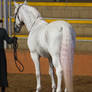 STOCK - 2014 Andalusian Nationals-125