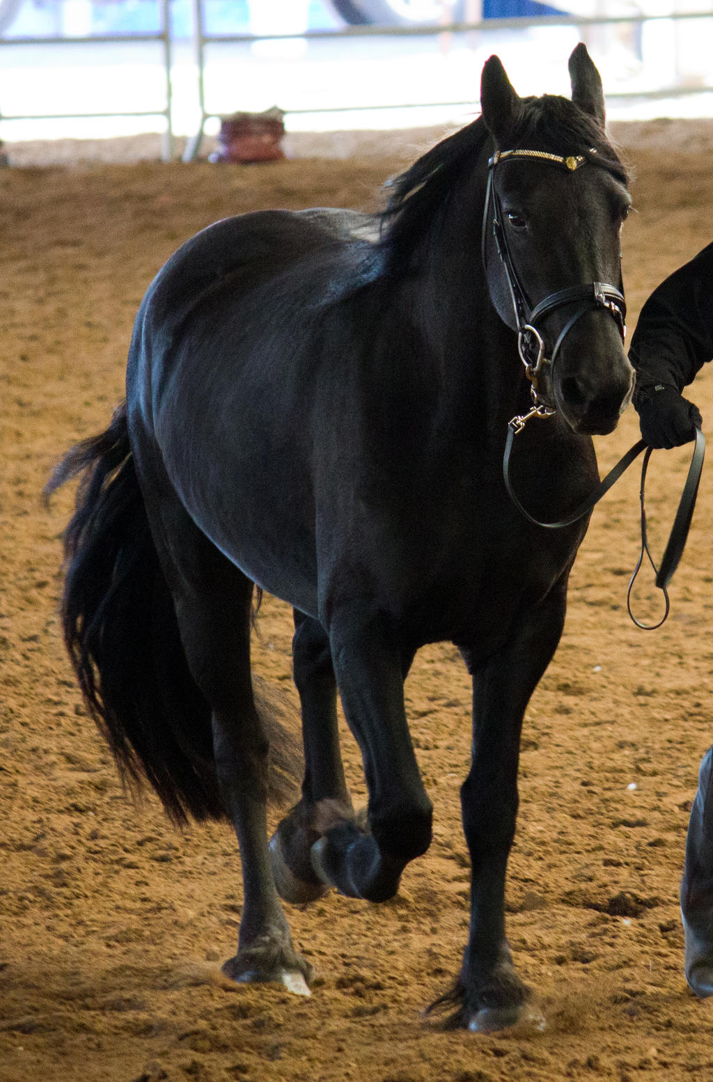 STOCK - 2014 Andalusian Nationals-198