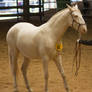 STOCK - 2014 Andalusian Nationals-195