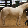 STOCK - 2014 Andalusian Nationals-193