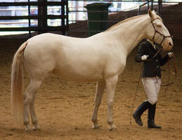 STOCK - 2014 Andalusian Nationals-193