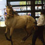 STOCK - 2014 Andalusian Nationals-180