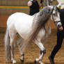 STOCK - 2014 Andalusian Nationals-167
