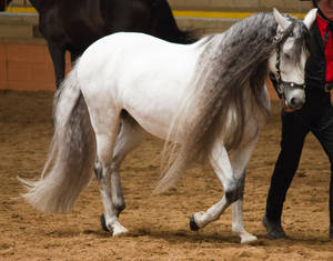 STOCK - 2014 Andalusian Nationals-166