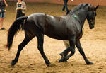 STOCK - 2014 Andalusian Nationals-223