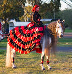 STOCK - 2014 Andalusian Nationals-259 by fillyrox