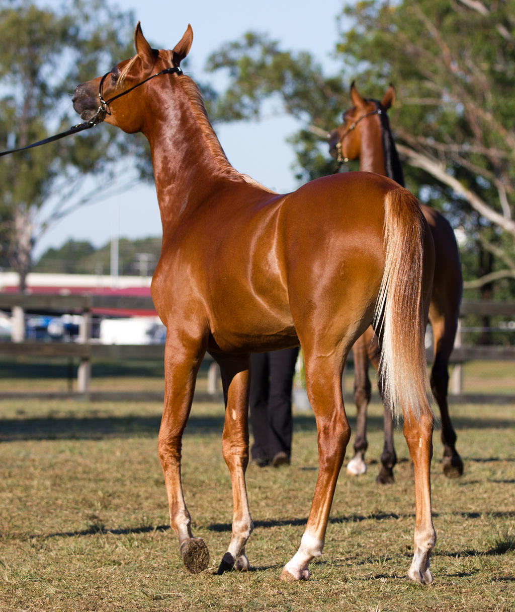 STOCK - 2014 Arabian Challenge-21