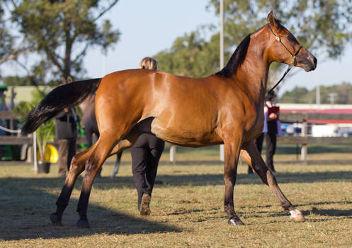 STOCK - 2014 Arabian Challenge-19