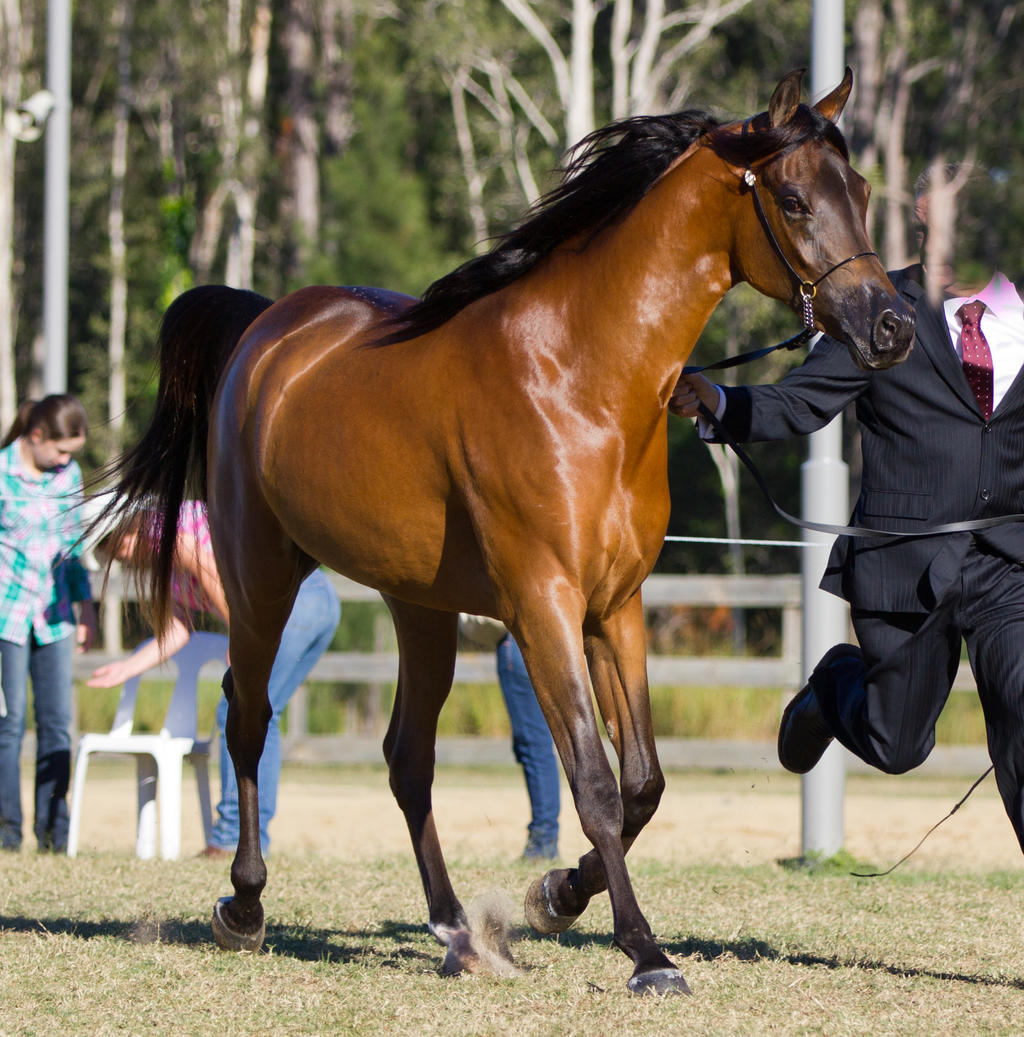 STOCK - 2014 Arabian Challenge-75