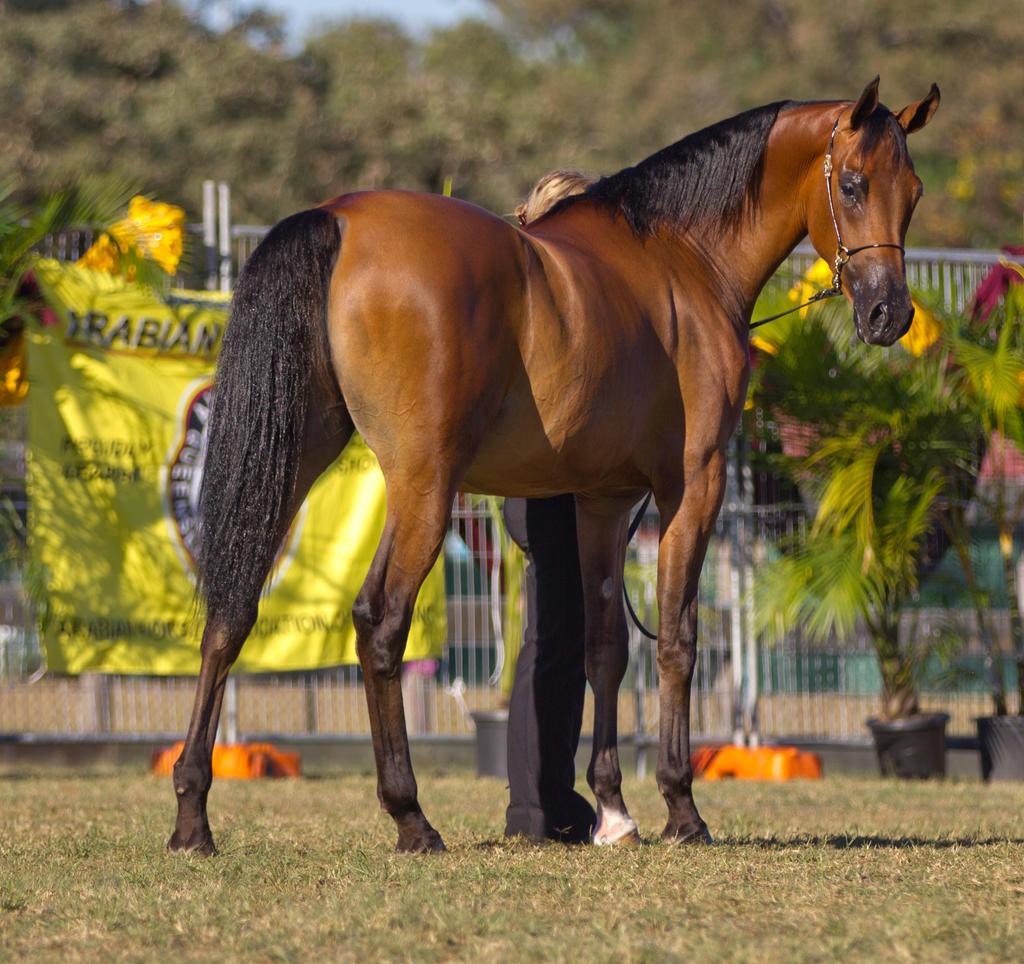 STOCK - 2014 Arabian Challenge-51