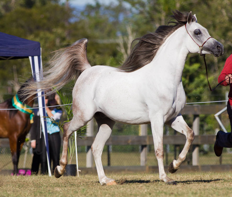 STOCK - 2014 Arabian Challenge-115