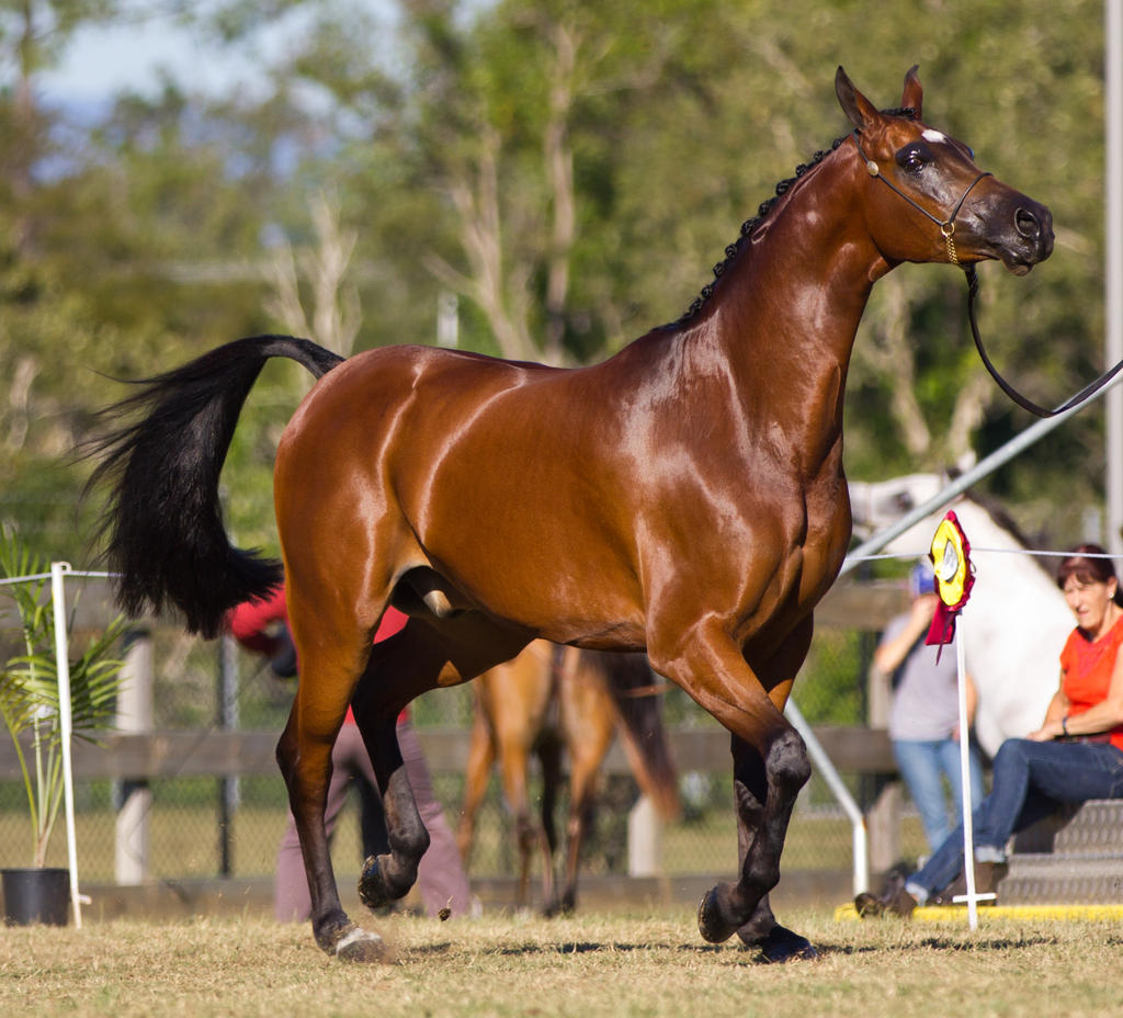 STOCK - 2014 Arabian Challenge-107