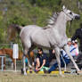 STOCK - 2014 Arabian Challenge-196