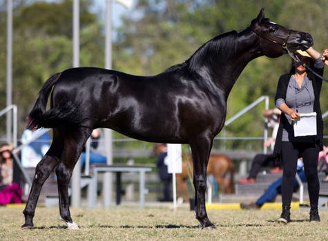 STOCK - 2014 Arabian Challenge-177