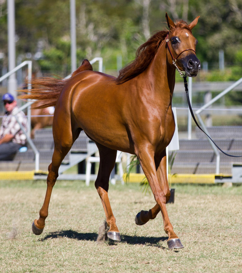 STOCK - 2014 Arabian Challenge-215